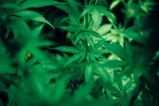 Cuisiner avec du Cannabis: Incorporer le Cannabidiol à vos Recettes Préférées
