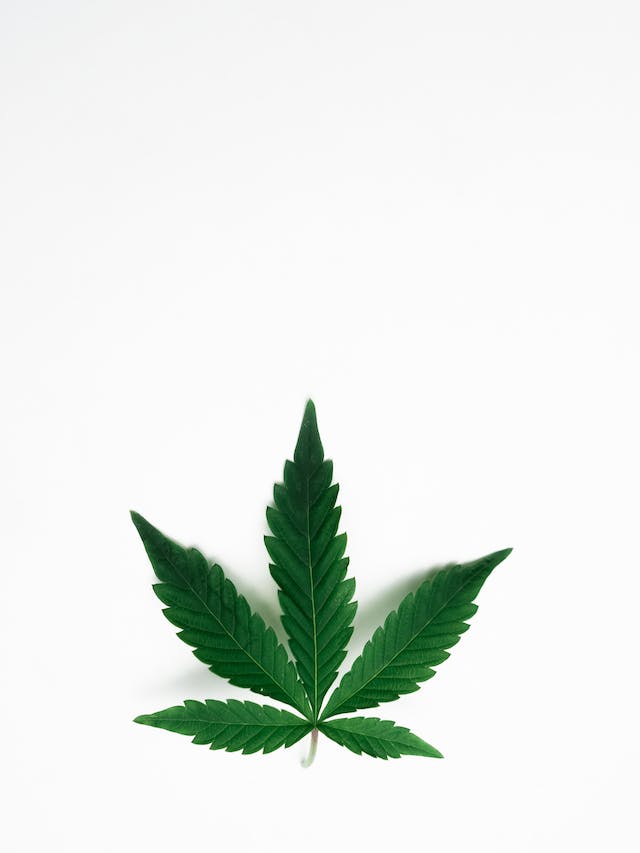 Cannabis et Fitness : La Façon dont le Cannabis Peut Améliorer Votre Entraînement