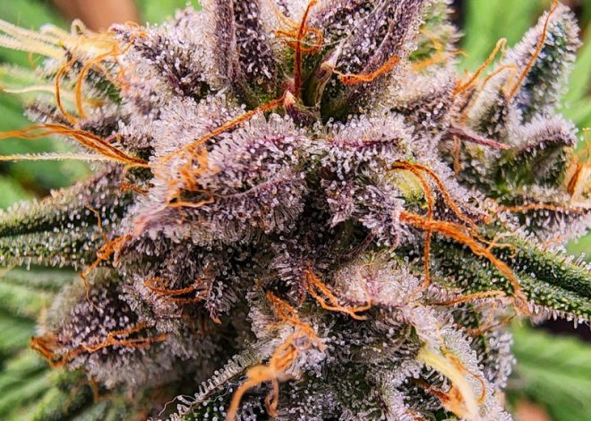 Crystal White : Une Variété Exceptionnelle pour les Cultivateurs de Cannabis